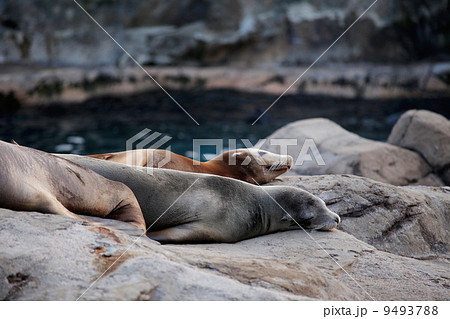 sea lion sleeping 9493788