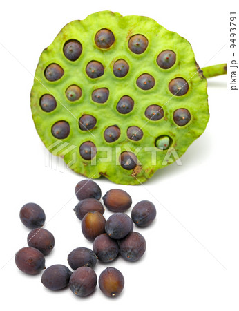 Fresh lotus seeds and pod on white background 9493791