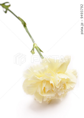 carnation, flower for mother day 9493792