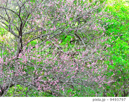 plum flower plum flower 9493797