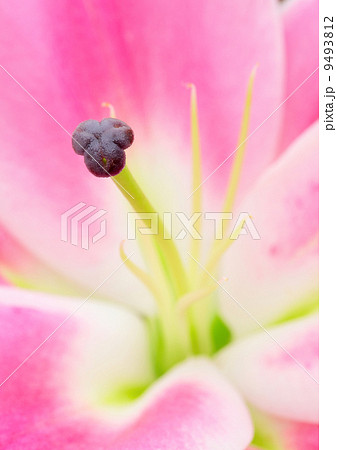 Pink lily flower 9493812