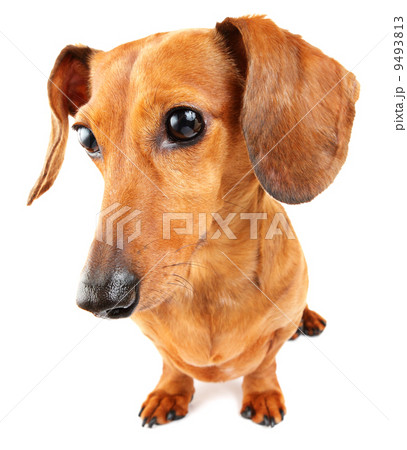 Dachshund dog 9493813