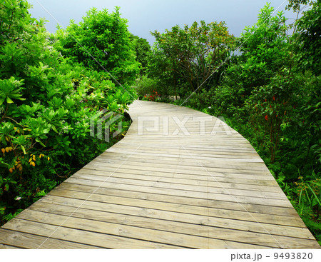 Walkway in forest Walkway in forest 9493820