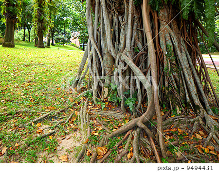 tree roots 9494431
