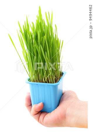 Grass in flowerpot with human hand 9494462