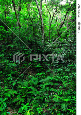 Forest Forest 9494702