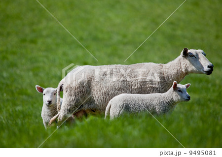 Ewe with two Lambs Ewe with two Lambs 9495081
