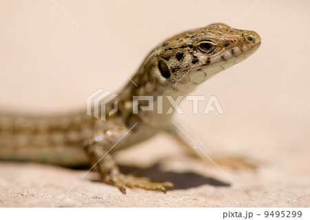 Lizard Macro 9495299