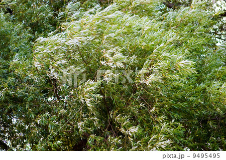 Blowing Tree Background 9495495