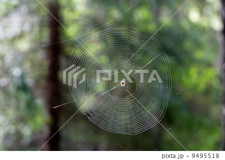 Spider Web 9495518