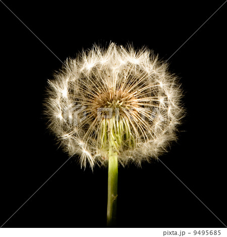 Dandelion Glow Dandelion Glow 9495685