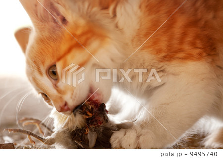 Cat Eating Bird 9495740