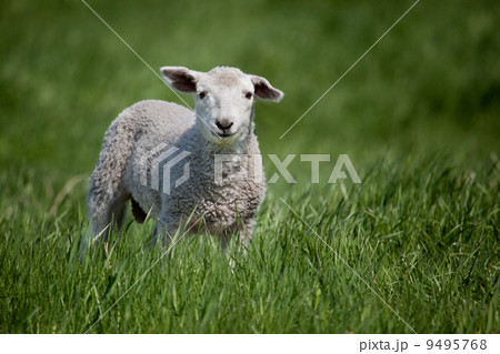 Lamb 9495768