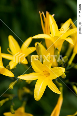 Yellow Lilly Yellow Lilly 9495800