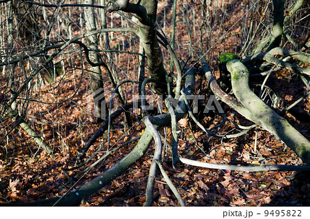 Woods Texture Woods Texture 9495822