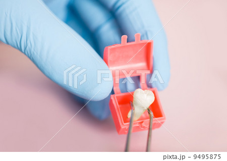 Tooth Tooth 9495875