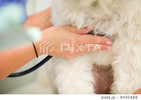 Dog Heart Rate Dog Heart Rate 9495888