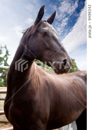 Horse 9496342
