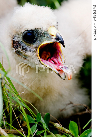 Prairie Falcon Chick 9496343