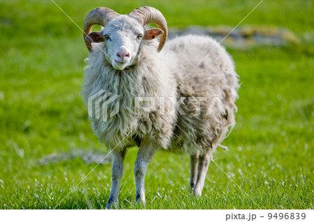 Sheep with Horns Sheep with Horns 9496839