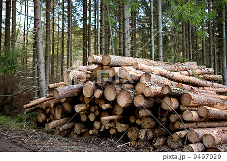 Forestry Forestry 9497029