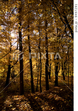 Golden Forest Golden Forest 9497291