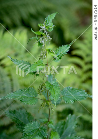Stinging Nettle Detail 9497514