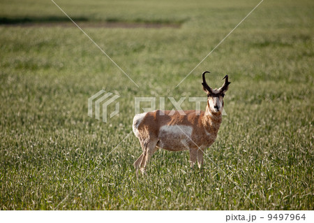 Pronghorn Antelope 9497964