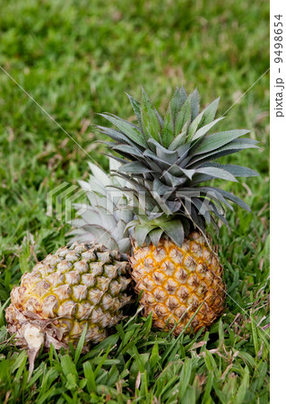 Pineapple 9498654