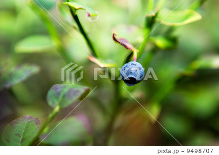 Wild Blueberry Detail 9498707