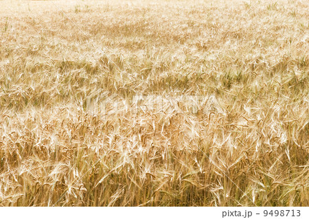 Ripe Wheat Field 9498713