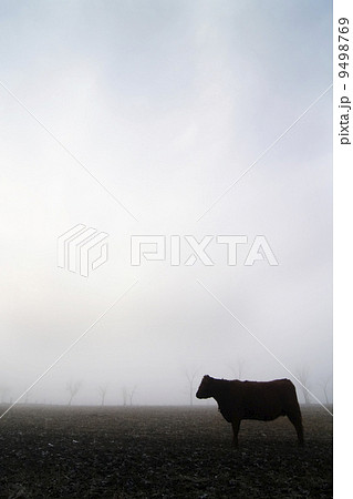 Cow in the Fog 9498769
