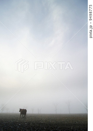 Cow in the Fog Cow in the Fog 9498775