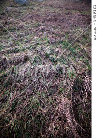 Frozen Grass Background Frozen Grass Background 9499181