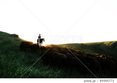 Cattle Round Up 9499373