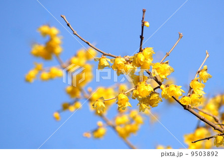 青空に映えるロウバイ:蝋梅 青空に映えるロウバイ:蝋梅 9503892