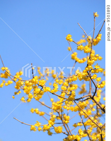 青空に映えるロウバイ:蝋梅 青空に映えるロウバイ:蝋梅 9503893