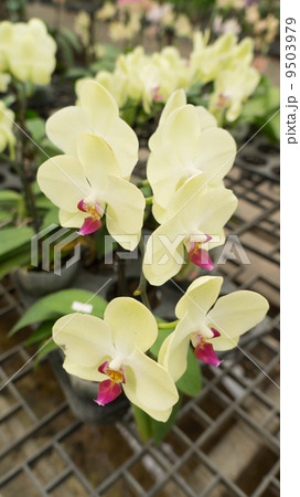 beautiful white orchid 9503979