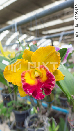 Yellow and red Yellow and red 9503980