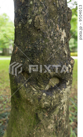 Close up tree 9504013