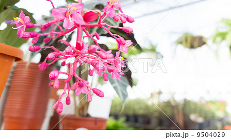 Pink flower Pink flower 9504029