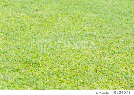 Grass on garden 9504073
