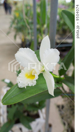 White orchid White orchid 9504074