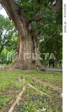 Ancient tree 9504096