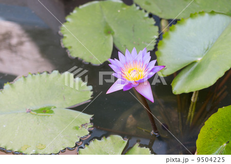 purple lotus purple lotus 9504225
