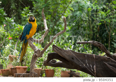 Beauty macaw 9504351