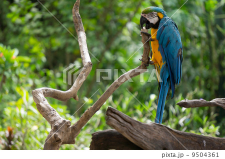 Cute bird Cute bird 9504361