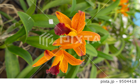 Beautiful orange orchid 9504418