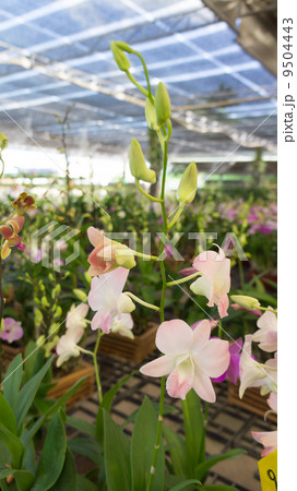 Orchid Market shop Orchid Market shop 9504443
