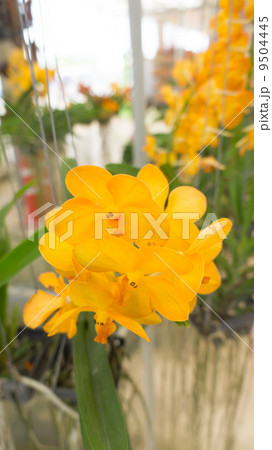 Yellow Orchid Yellow Orchid 9504445